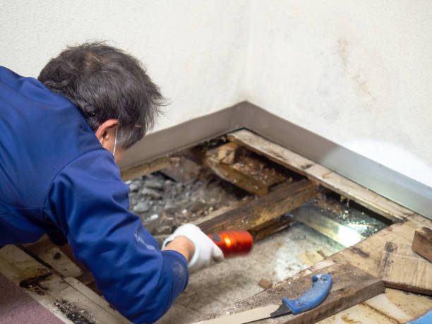 Best Attic Mold Remediation in Lakeport, CA