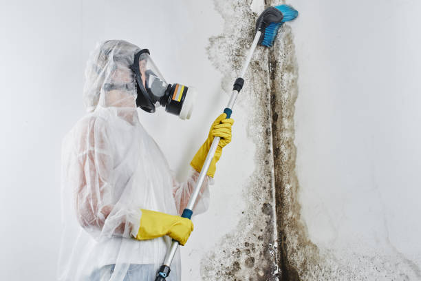 Best Post-Remediation Services in Lakeport, CA