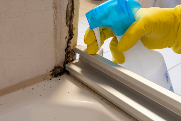 Best Crawl Space Mold Remediation in Lakeport, CA