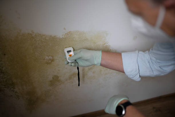 Reliable Lakeport, CA Mold Remediation Solutions