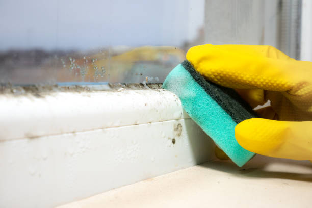 Best Commercial Mold Remediation in Lakeport, CA