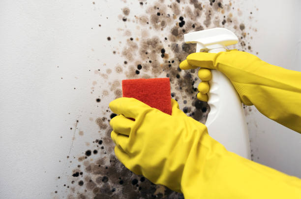 Best White Mold Remediation in Lakeport, CA