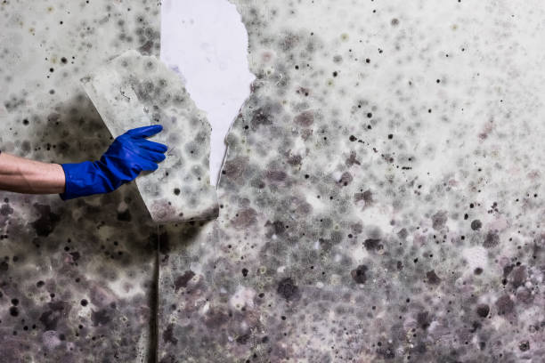 Best Mold Testing and Inspection Services in Lakeport, CA
