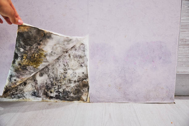 Best Basement Mold Remediation in Lakeport, CA
